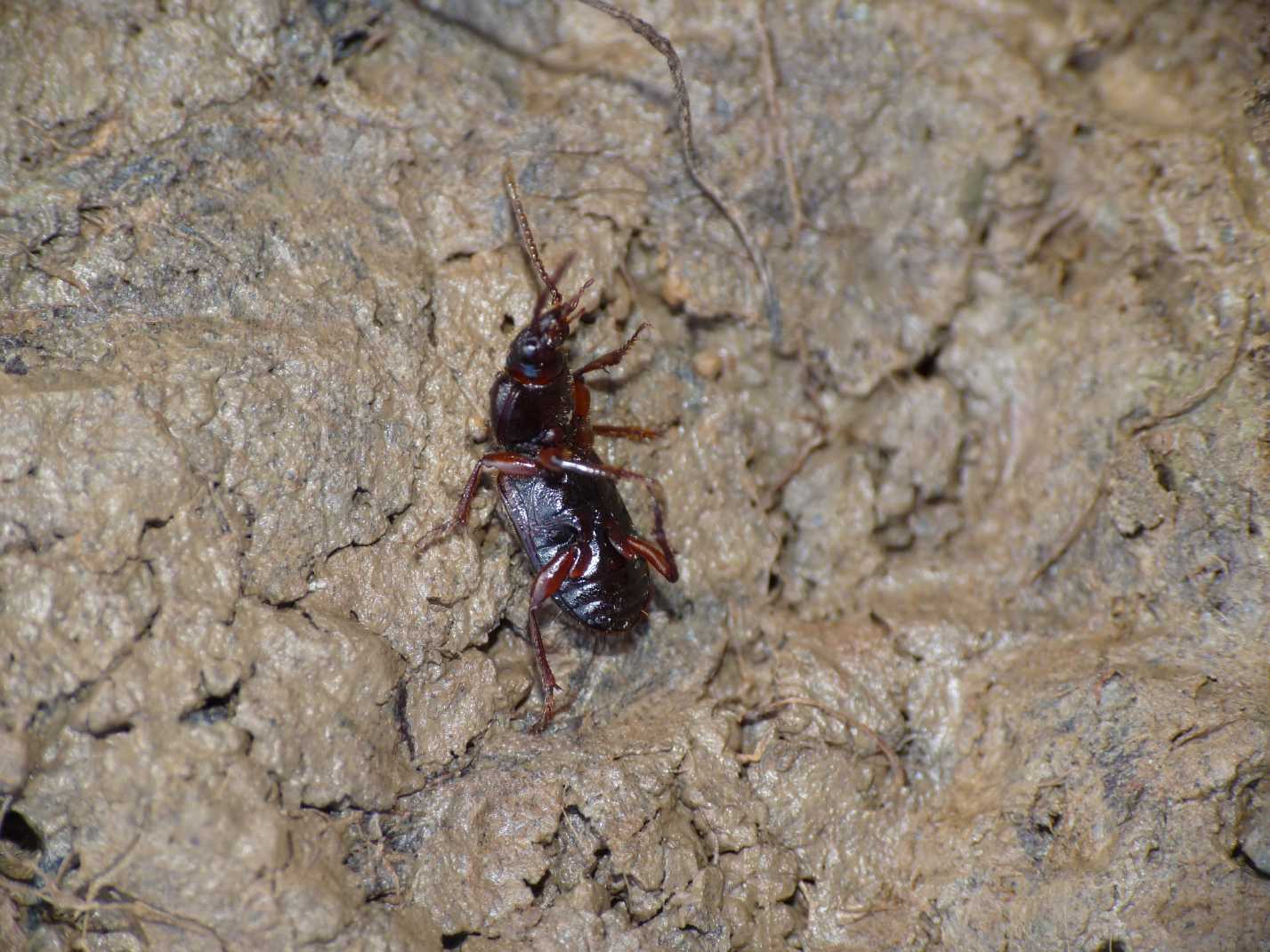 femmine di Carterus calydonius e Carterus cfr rotundicollis